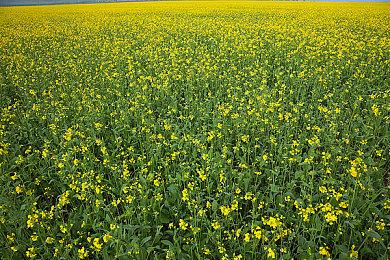 《逃生：试炼》限时活动“监视之下”现已推出