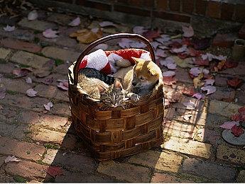 《方舟生存飞升》复活节特别活动“蛋趣冒险”限时开启，星耀DLC开放转移